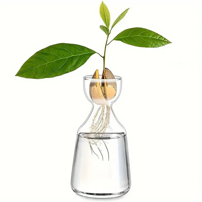Avocado Seed Grower Glass Vase DECORBITES