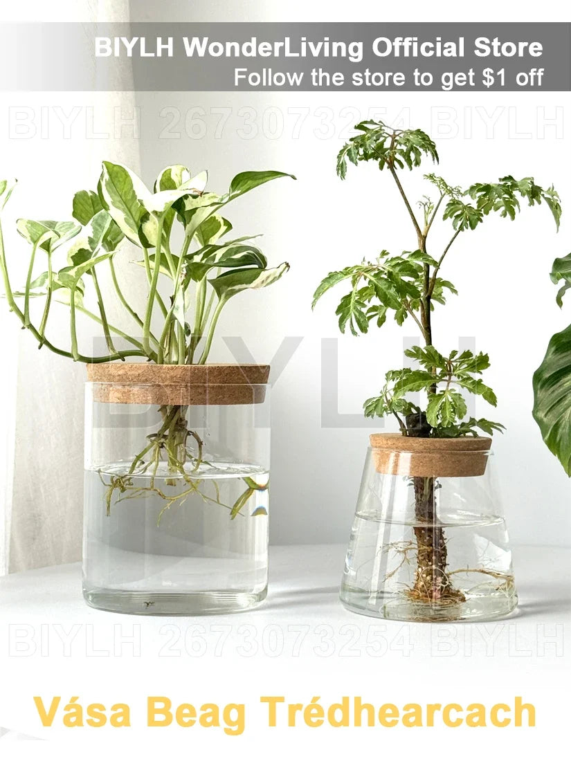 Nordic Volcanic Glass Vase Hydroponic Tabletop | Aurelia DECORBITES