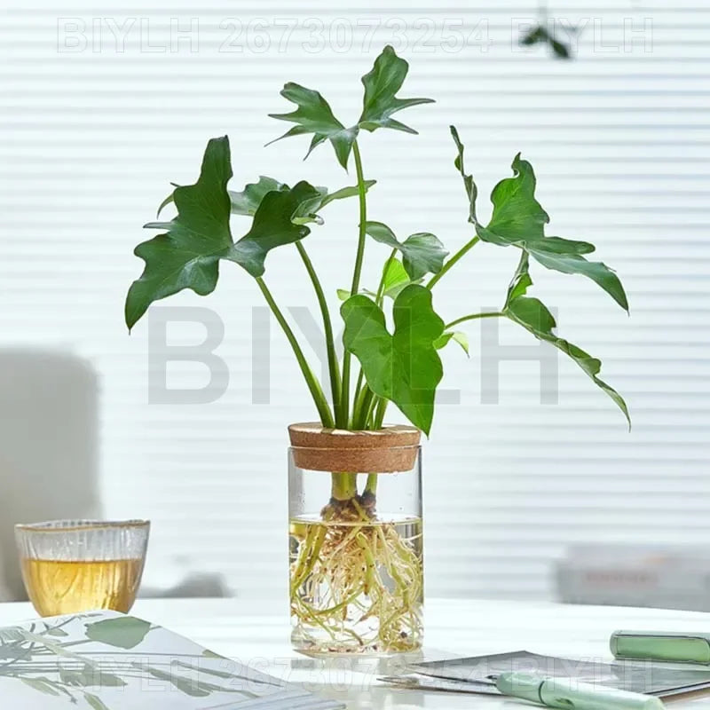 Nordic Volcanic Glass Vase Hydroponic Tabletop | Aurelia DECORBITES