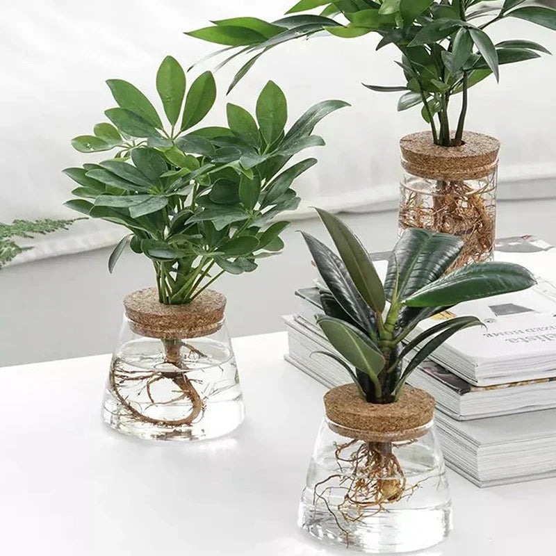 Transparent Resin Hydroponic Flower Pot DECORBITES