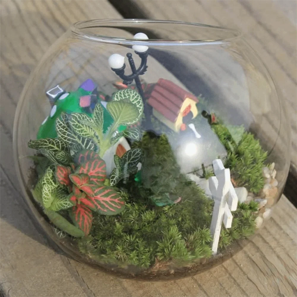 Clear Glass Ball Succulent Terrarium DECORBITES