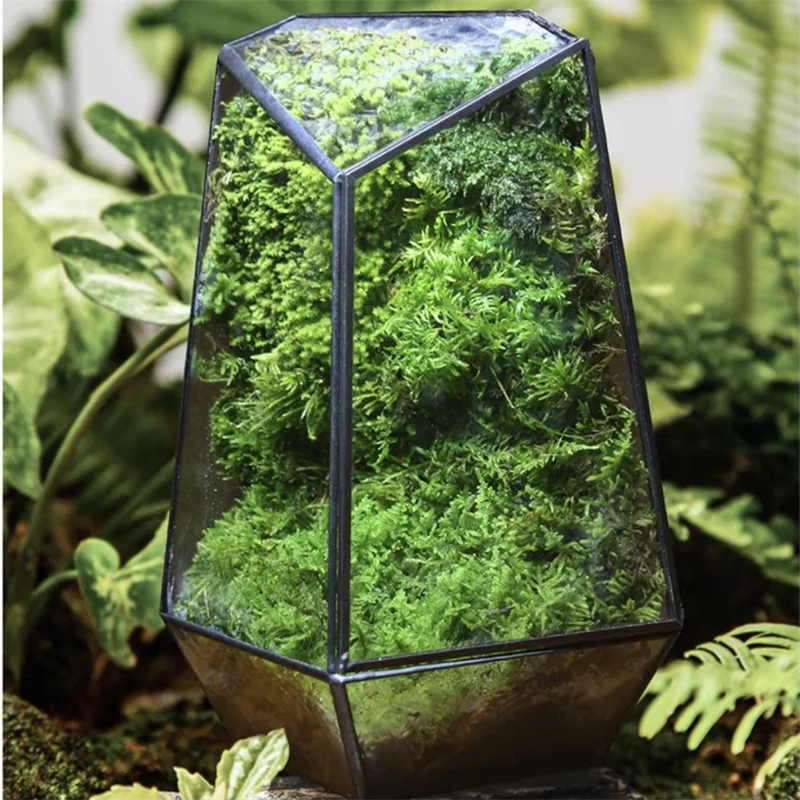 Quartz Glass Moss Terrarium Planter DECORBITES