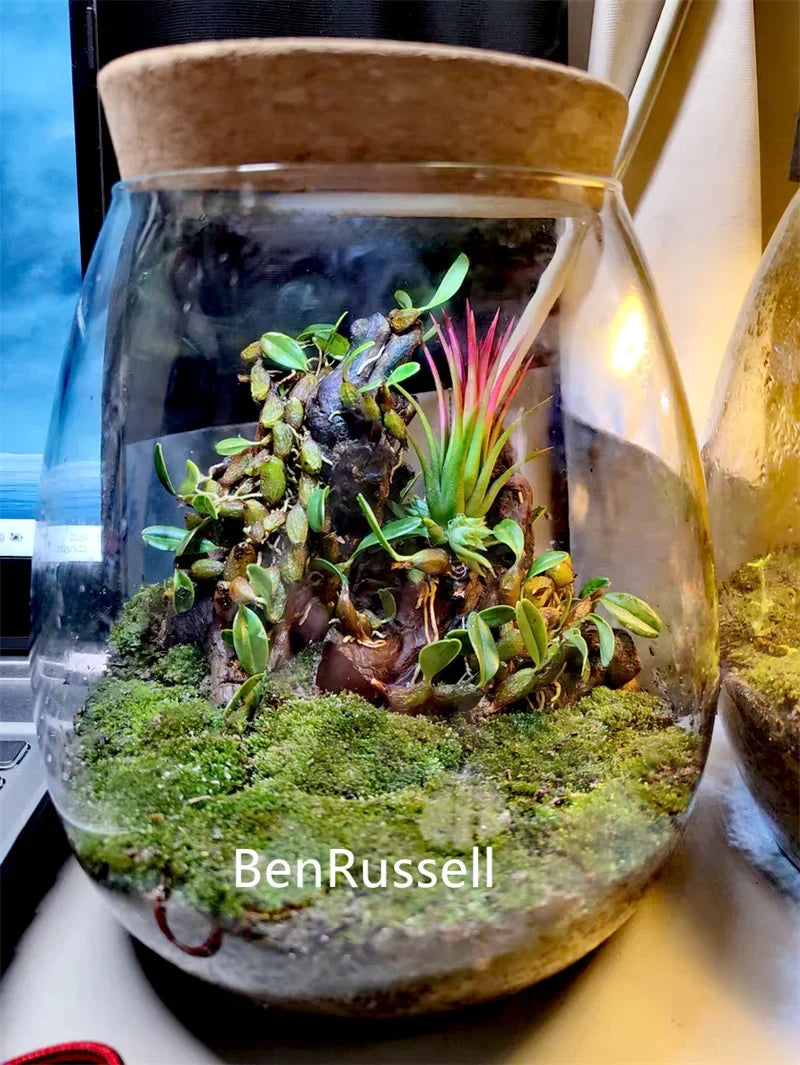Cork Glass Terrarium Landscape Bottle DECORBITES