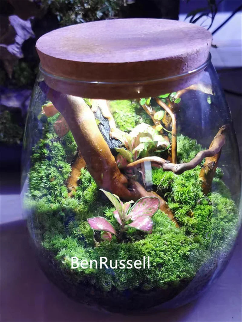 Cork Glass Terrarium Landscape Bottle DECORBITES