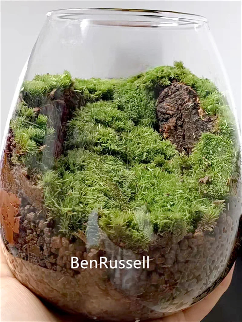 Cork Glass Terrarium Landscape Bottle DECORBITES