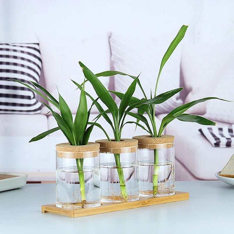 Transparent Resin Hydroponic Flower Pot DECORBITES
