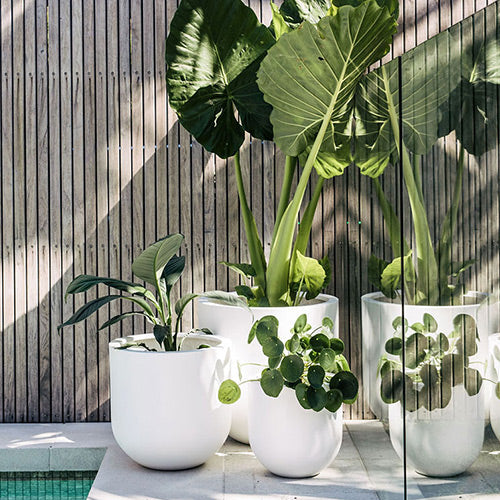 Straight Up The Balcony Garden US