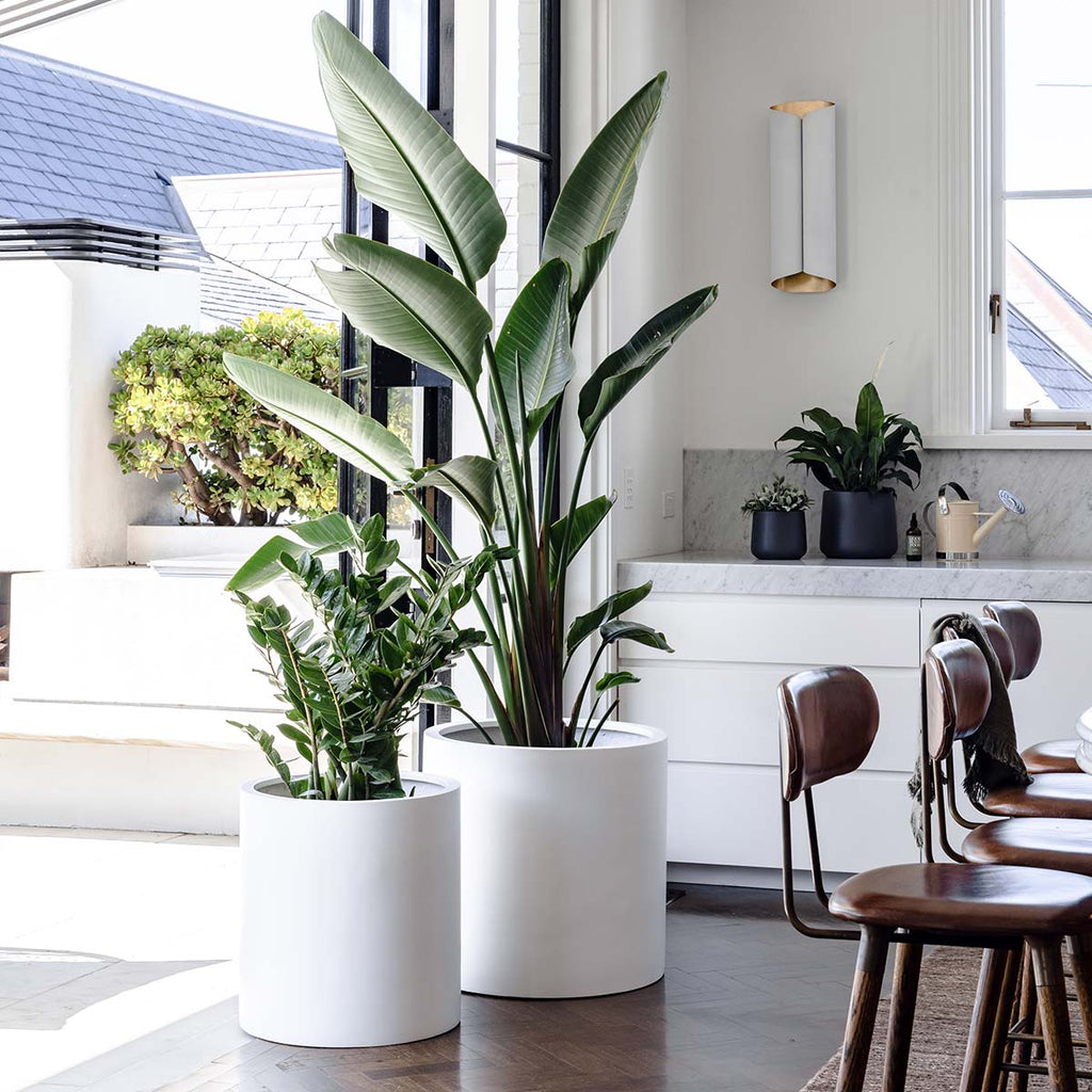 Choob The Balcony Garden US