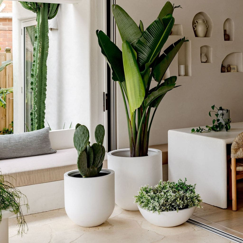 Straight Up The Balcony Garden US