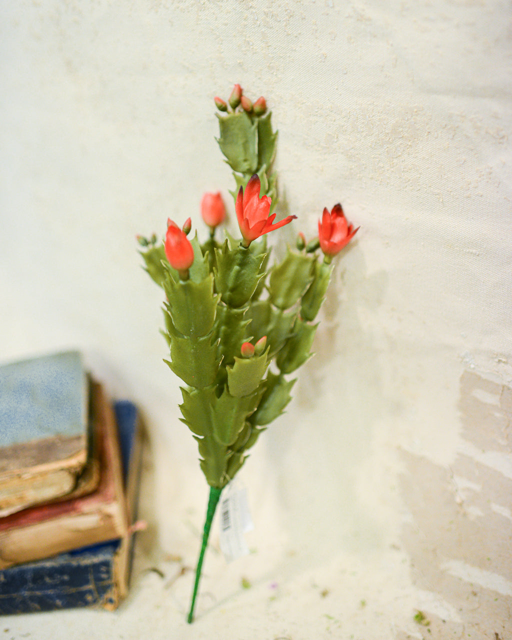 Christmas Cactus Plant Stem Branches Designs