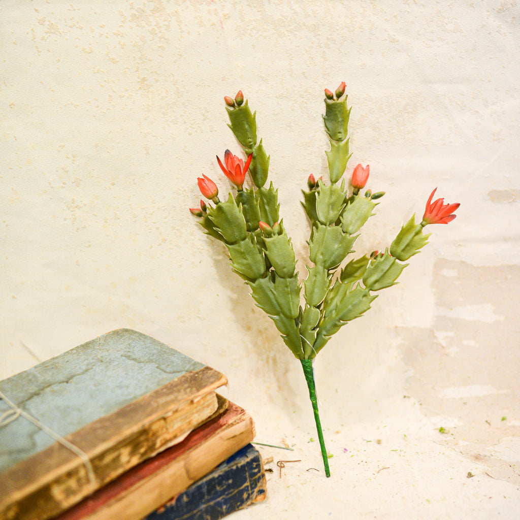 Christmas Cactus Plant Stem Branches Designs