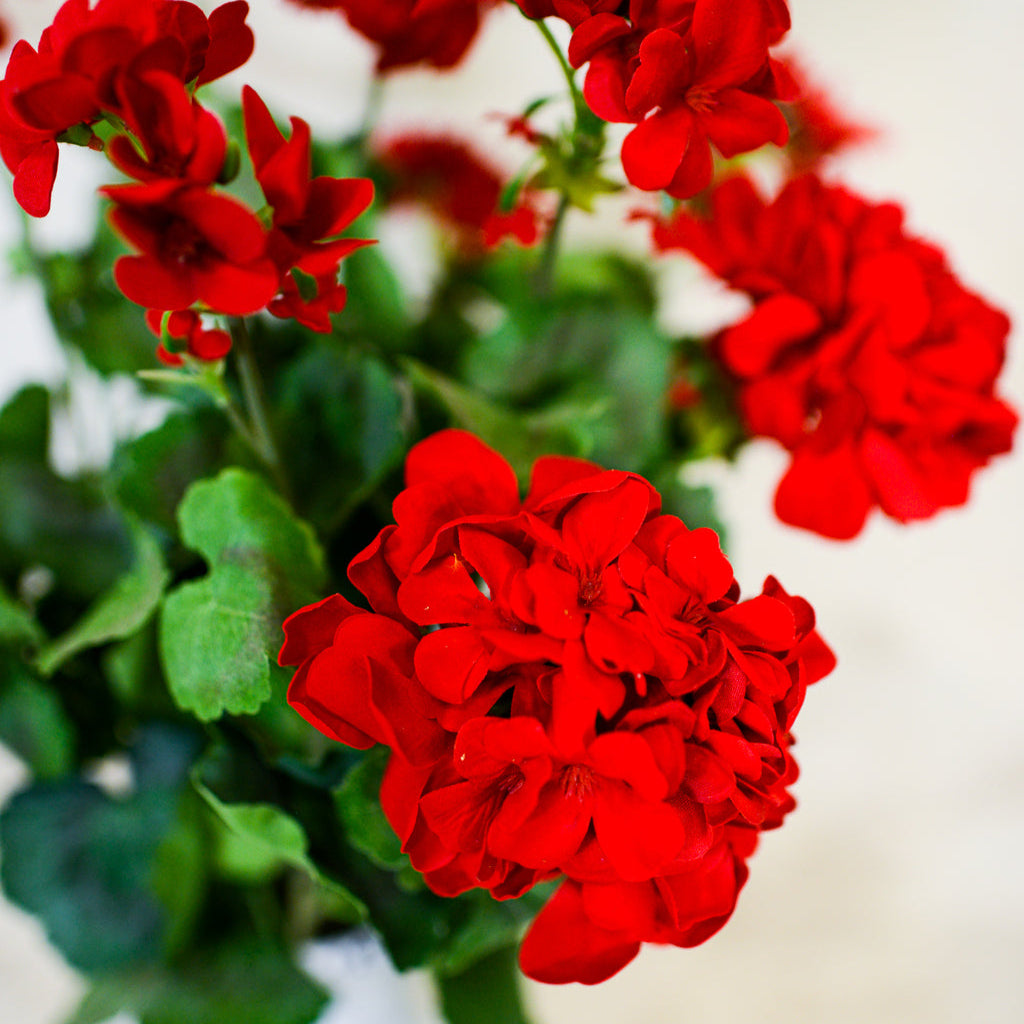 Red Geranium Bush Stem with Nine Blooms Branches Designs