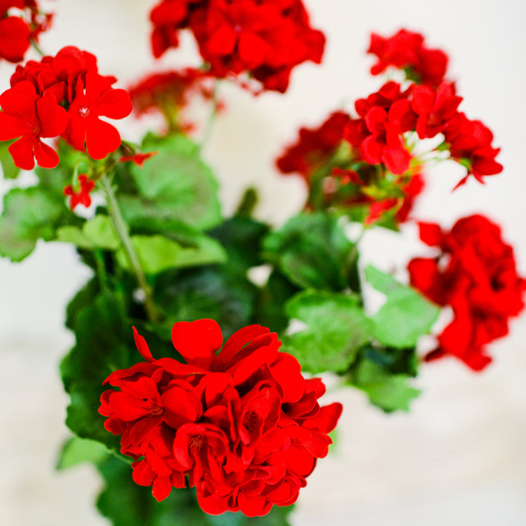 Red Geranium Bush Stem with Nine Blooms Branches Designs