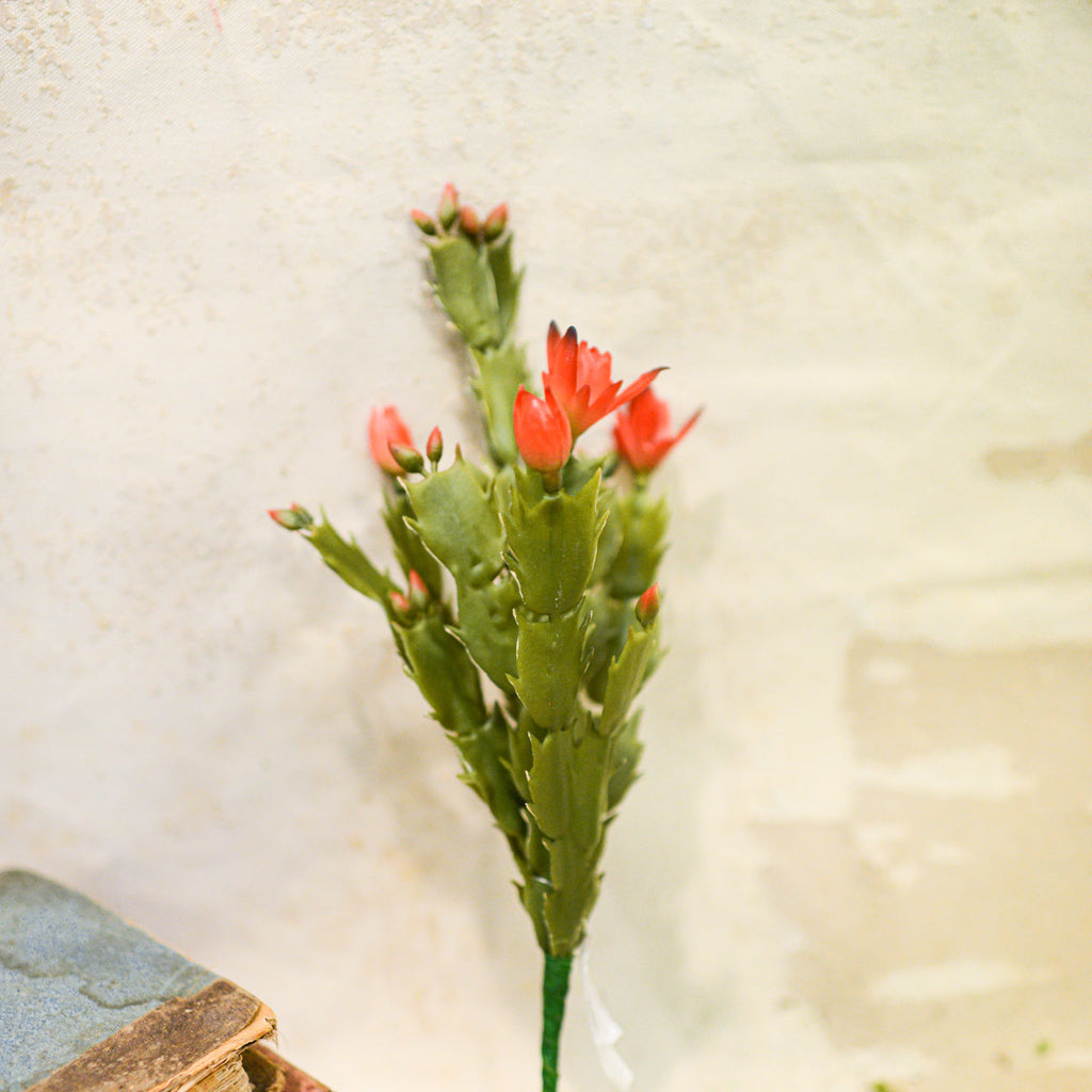 Christmas Cactus Plant Stem Branches Designs