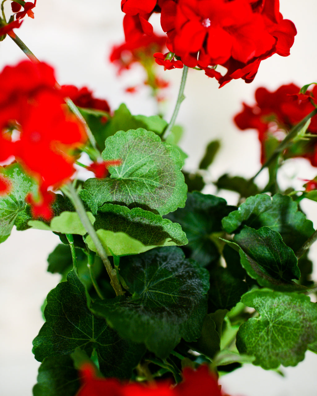 Red Geranium Bush Stem with Nine Blooms Branches Designs