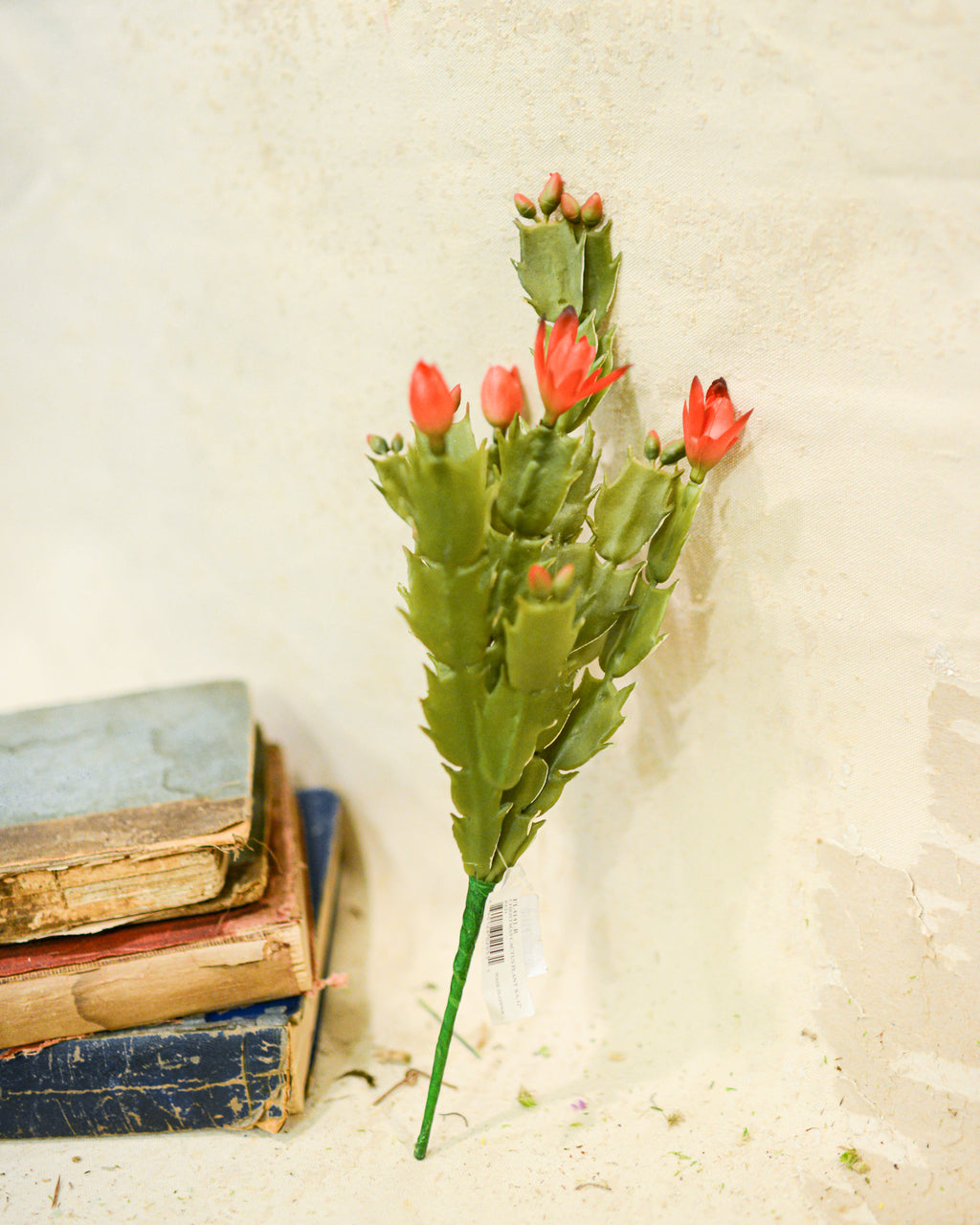 Christmas Cactus Plant Stem Branches Designs