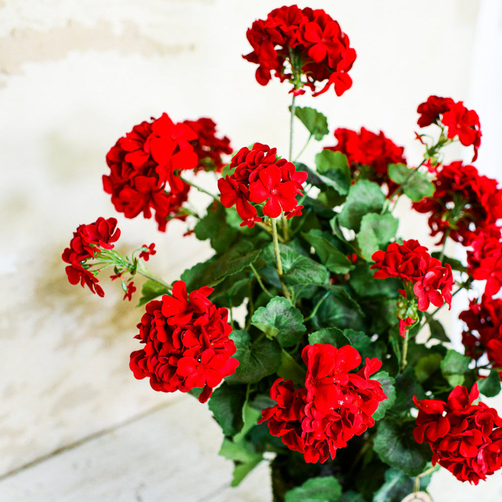 Red Geranium Double Moss Pot Drop In Branches Designs