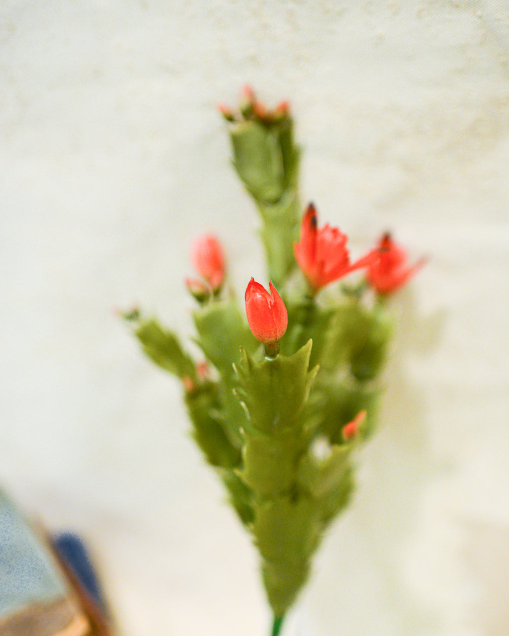 Christmas Cactus Plant Stem Branches Designs