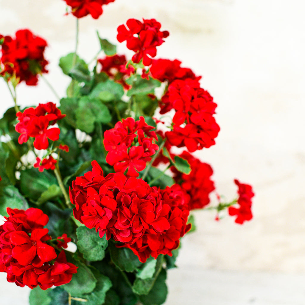 Red Geranium Double Moss Pot Drop In Branches Designs